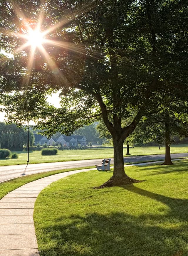 Walking path with sun peering through tree